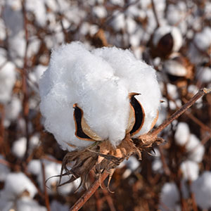 cotton, fiber, plant, agriculture, farming