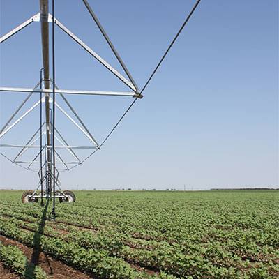 pivot, field, cotton, plant, farming, agriculture